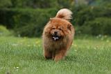 CHOW CHOW 575